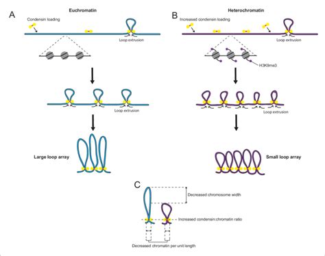 Model Increased Loading Of Condensin On Heterochromatin Leads To