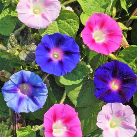 Tomorrowseeds Morning Glory Tall Mix Seeds Count Packet