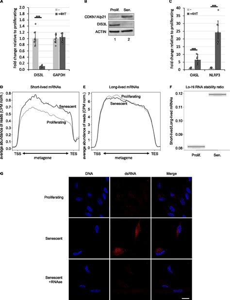 Reduced Rna Turnover As A Driver Of Cellular Senescence Life Science