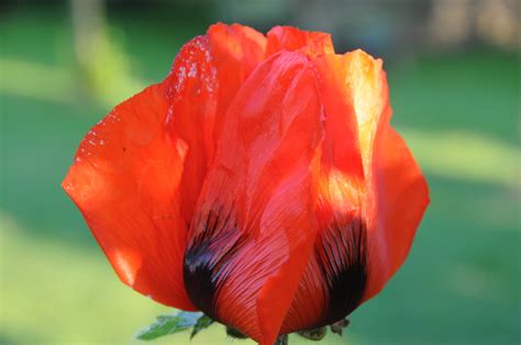 Banco de imagens plantar flor pétala tulipa vermelho flora