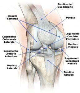 Anatomia Del Ginocchio Menisco Anteriore Posteriore Muscoli Ossa E