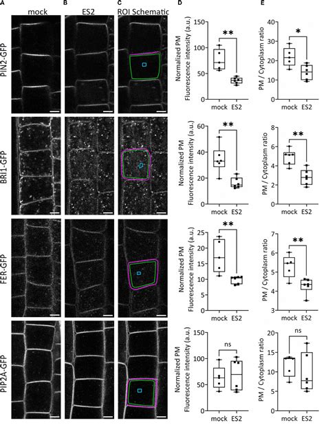 Frontiers The EXO70 Inhibitor Endosidin2 Alters Plasma Membrane