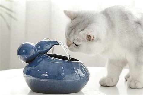 9 Best Ceramic Cat Water Fountains For Hydrated Happy Cats