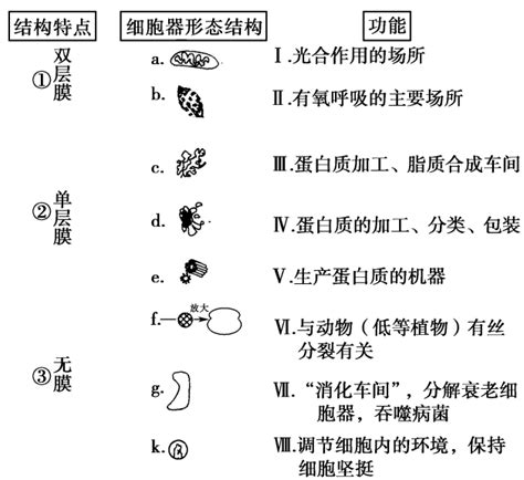 2019版高考生物一轮复习第2单元细胞的结构和功能第3讲细胞质细胞器和细胞的生物膜系统学案苏教版2word文档免费下载亿佰文档网