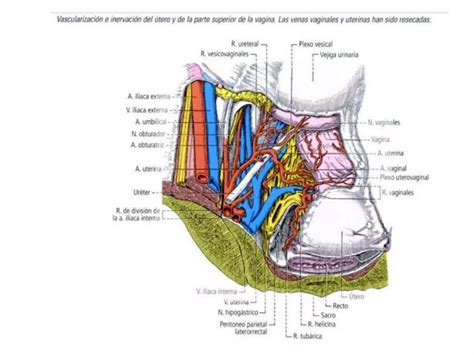 Vagina Y Vulva PPT