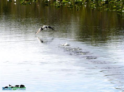 Everglades National Park | Imagine Our Florida, Inc