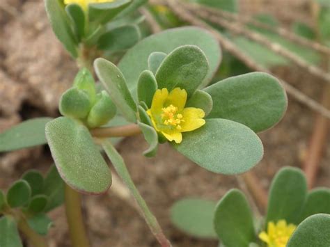 Portulaca Oleracea Common Purslane World Of Succulents