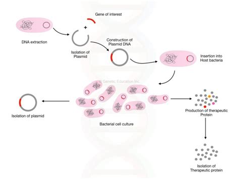 Gene Cloning Definitions Steps Procedure Applications And