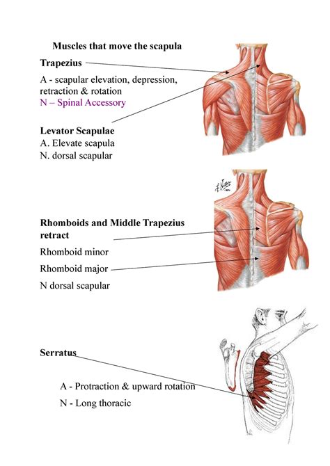 Summery Of Upper Limb Muscles That Move The Scapula Trapezius A