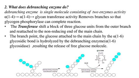 Glycogenolysis And Gluconeogenesis Ppt Download