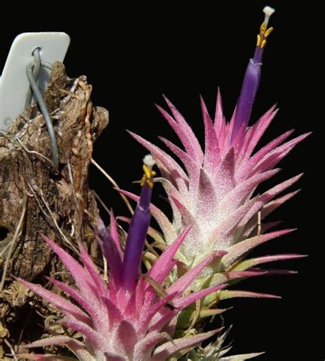 Bromeliads In Australia Tillandsia Ionantha