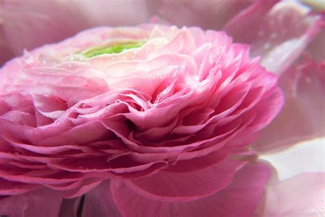 Ranunkel Rosa Pink Kostenloses Foto Auf Pixabay Pixabay