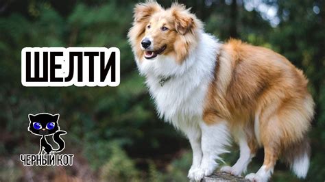 Шелти – небольшие овчарки, поражающие изяществом и роскошью экстерьера ...