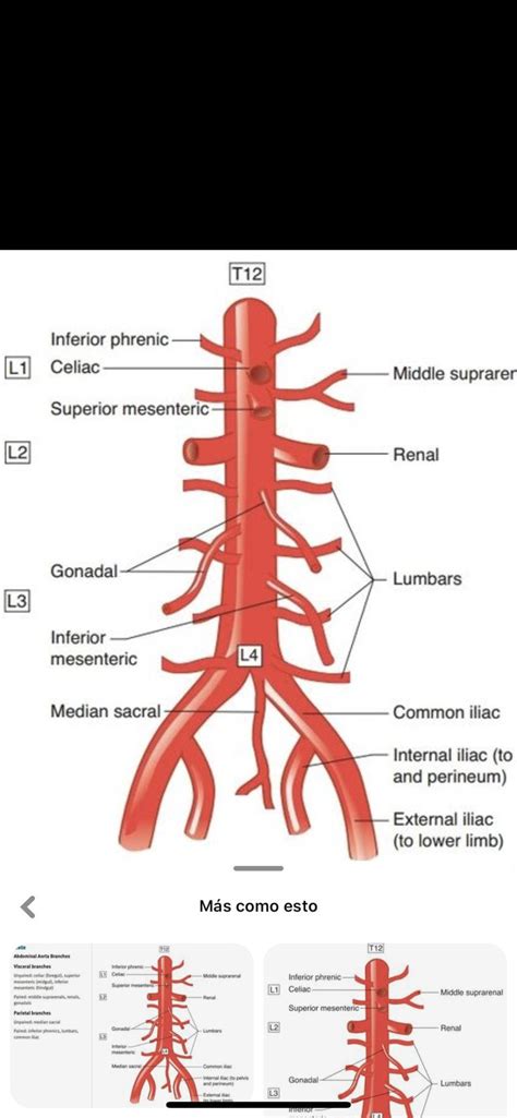 Pin De Agos En Anatomia Anatom A