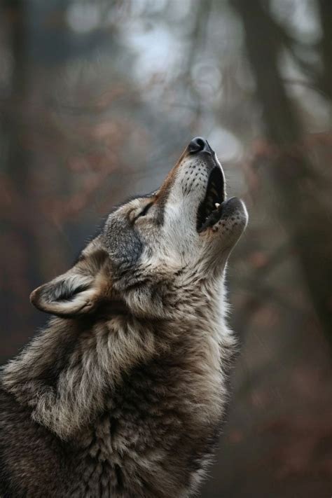 Pin By Henk Sparreboom On Wolves In Wolf Photography Wolf