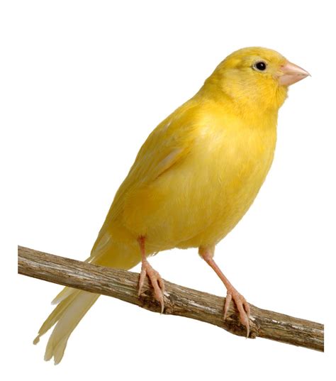 Canary Bird Wallpapers - Top Free Canary Bird Backgrounds - WallpaperAccess