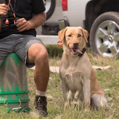 Retriever Training Program Gun Dog Success