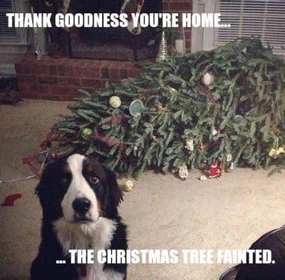 These Are The Best Christmas Dog Memes You'll See Today!