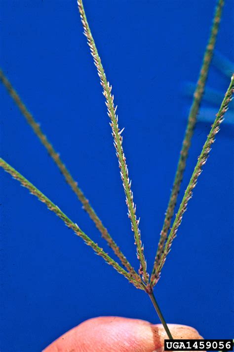 Bermudagrass Cynodon Dactylon