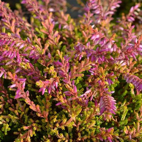 Calluna Vulgaris Bonita Bruyère Commune Callune Pépinières