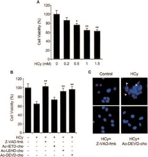 Figure 1 From Nitric Oxide Inhibition Of Homocysteine Induced Human