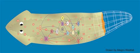 Computing the worm: artificial intelligence approaches to planarian ...