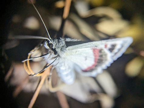 Red Lined Looper From Munghorn Nsw Australia On March At