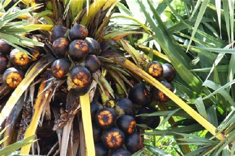 Palm Fruit The Best Invironment