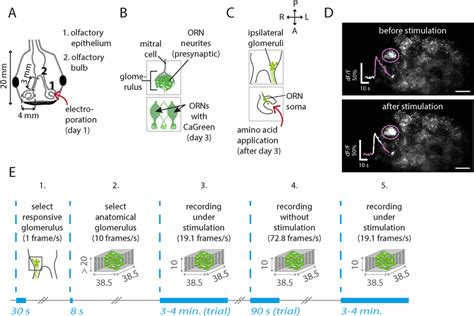 Localizing Amino Acid Responsive Glomeruli In The Lateral Olfactory