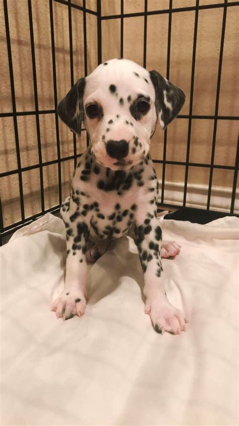 Pin by Abbyrmz on Dalmatian #Dalmatians #Dalmatian puppies | Puppies, Dalmatian, Dogs