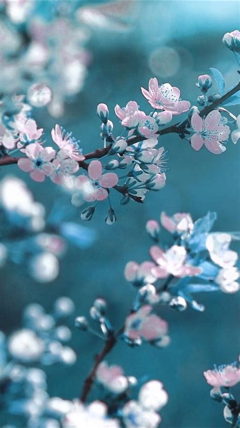 Top 59+ blue cherry blossom wallpaper super hot - in.cdgdbentre