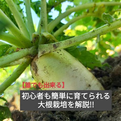 【栽培歴9年】大根の育て方を初心者も分かりやすく解説 ヤマワタ菜園