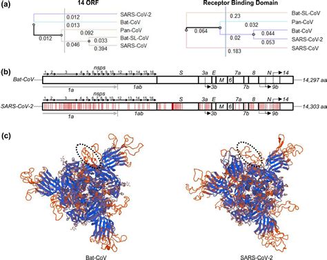 T Cell Epitopes Of Sars Cov 2 Spike Protein And Conserved Surface