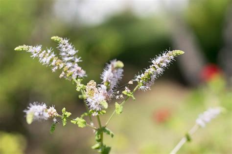Black Cohosh: Benefits, Uses, Side Effects, and More