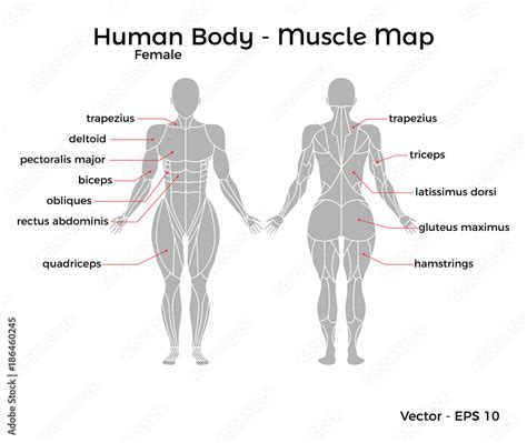 Female Human Body Muscle Map With Major Muscle Names Front And Back