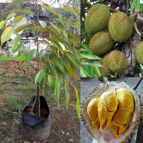 Insektisida Untuk Tanaman Durian Inspirasi Terbaru