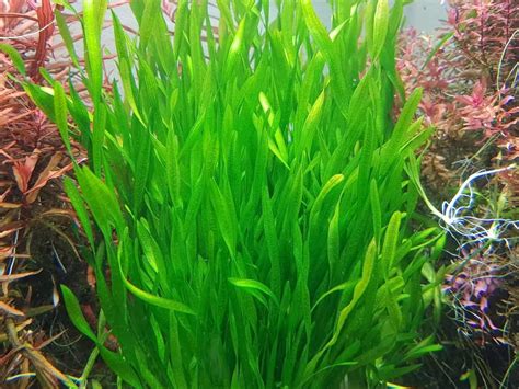 15 Top Coldwater Aquarium Plants - Shrimp and Snail Breeder