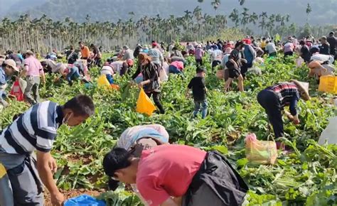 南投埔里辦千人拔蘿蔔活動 逾2000人擠爆蘿蔔田慘變「蘿蔔墳場」 中天新聞網