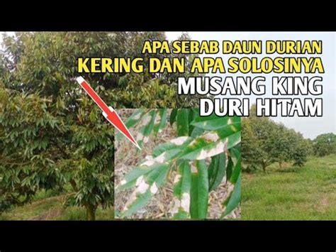 Mengapa Daun Durian Musang King Dan Durian Duri Hitam Mengering