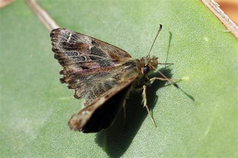 Photos De Carcharodus Alceae