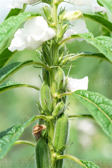 Sesame a tall annual herbaceous plant 10969074 Stock Photo at Vecteezy