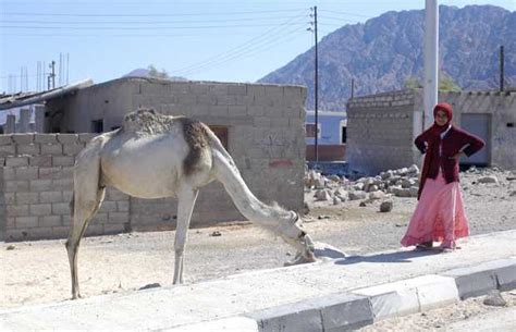 Nuweiba in Nuweibaa: 1 reviews and 8 photos