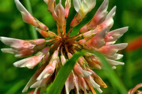 Free Images Flower Herb Botany Flora Wildflower Close Up Shrub Macro Photography