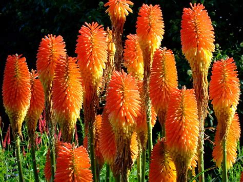 Kniphofia Praecox Yewchan Flickr