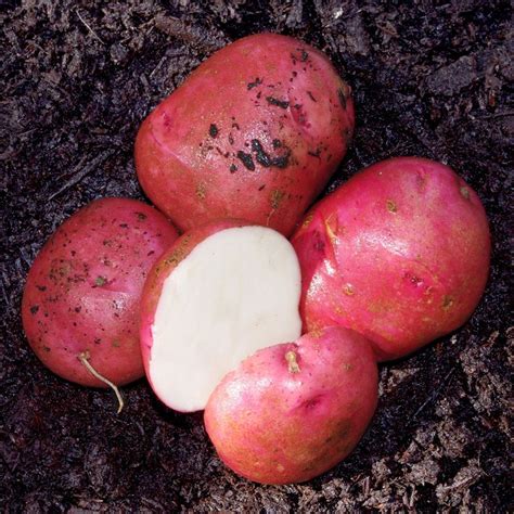 Chieftain Seed Potato From Stark Bro S