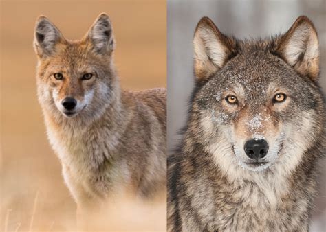 What S The Difference Between A Coyote And A Wolf Defendersblog