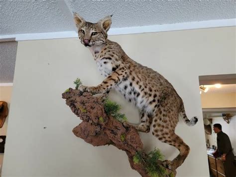 A Cat Sitting On Top Of A Fake Tree Branch In A Room With People