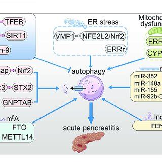 The Roles Of Autophagy In Ap Vmp Promotes Autophagy Via Nfe L Nrf