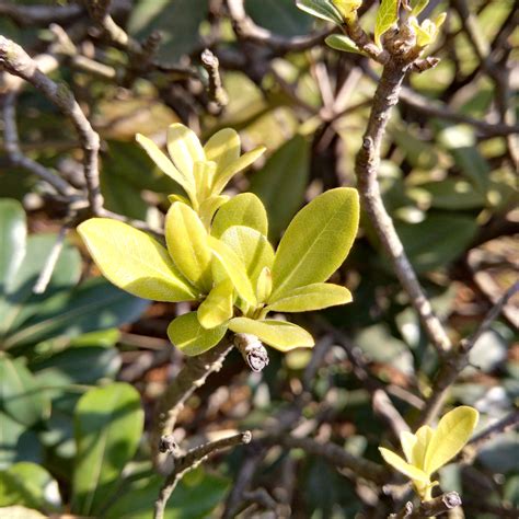 Free Images Tree Branch Blossom Sunshine Flower Food Spring