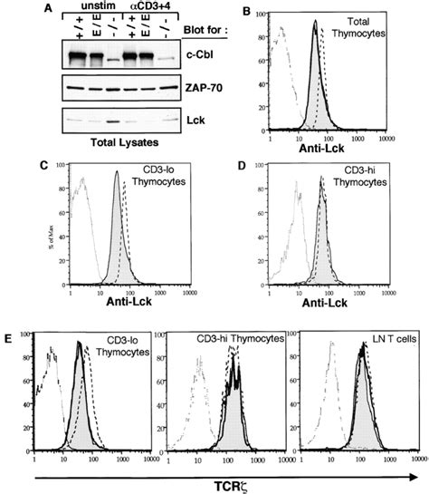 A Regulation Of Lck And Zap Levels In Thymocytes From C Cbl Mutant